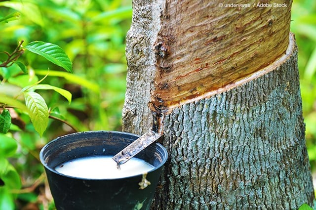 Ngày 23/4: Giá cao su tại Nhật Bản, Thái Lan và Singapore đồng loạt tăng